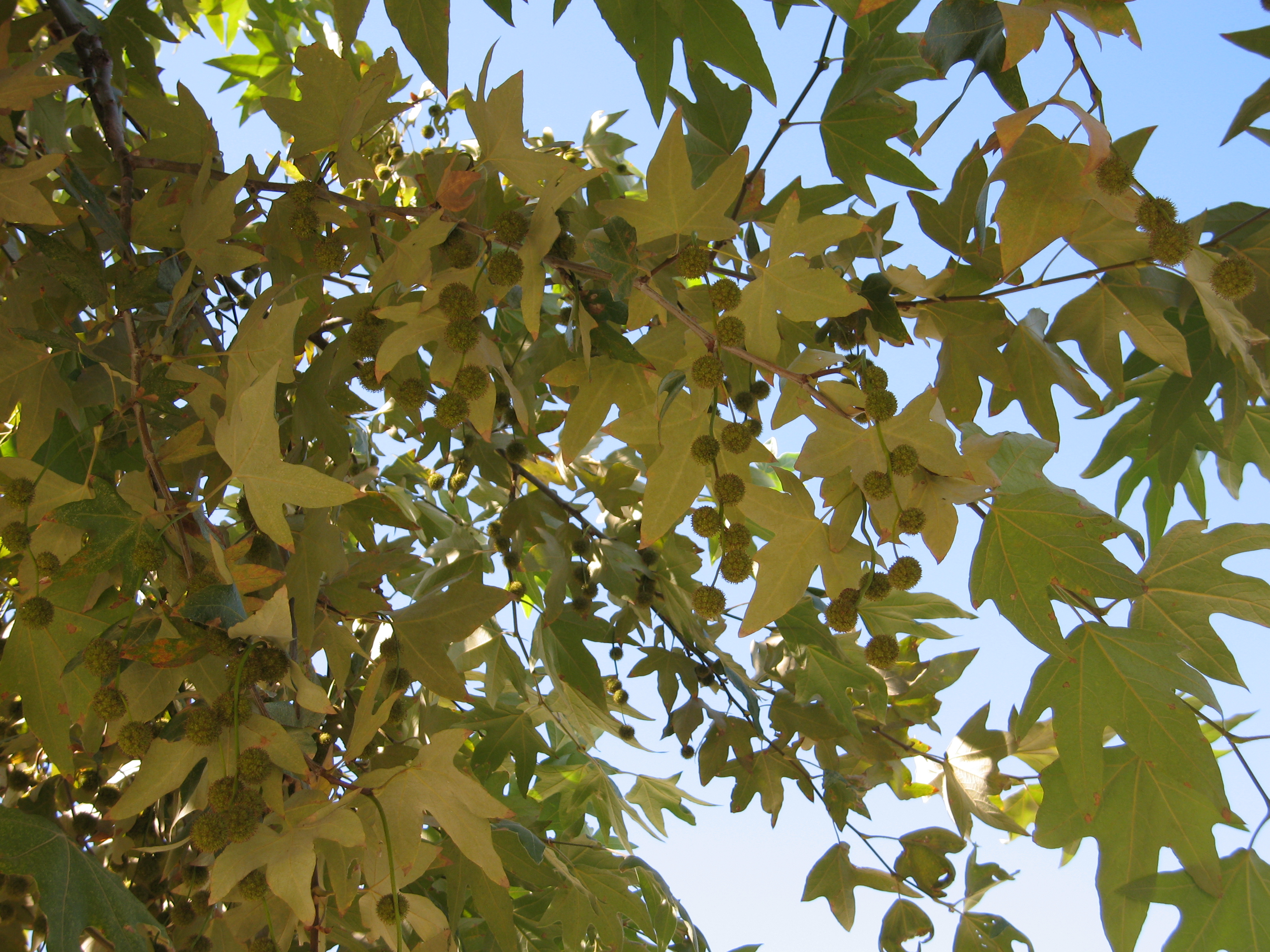 <p>California sycamore</p>