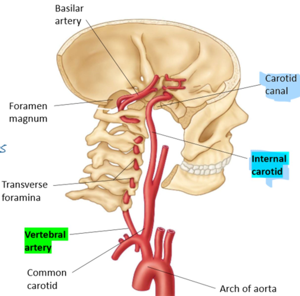 <p>Enters base of cranium via carotid canal just in front of styloid process</p><p>Goes through petrous temporal bone</p><p>Arches over foramen lacerum</p><p>Grooves either side of sella turcica</p><p>Curves upwards towards the brain on anterior clinoid process</p><p>Carotid system contributes to the anterior circulation of the brain</p>