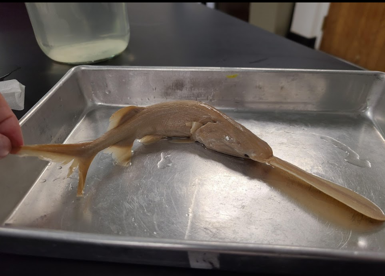 <p>What is the taxonomy, common name, and scientific name of this fish</p>