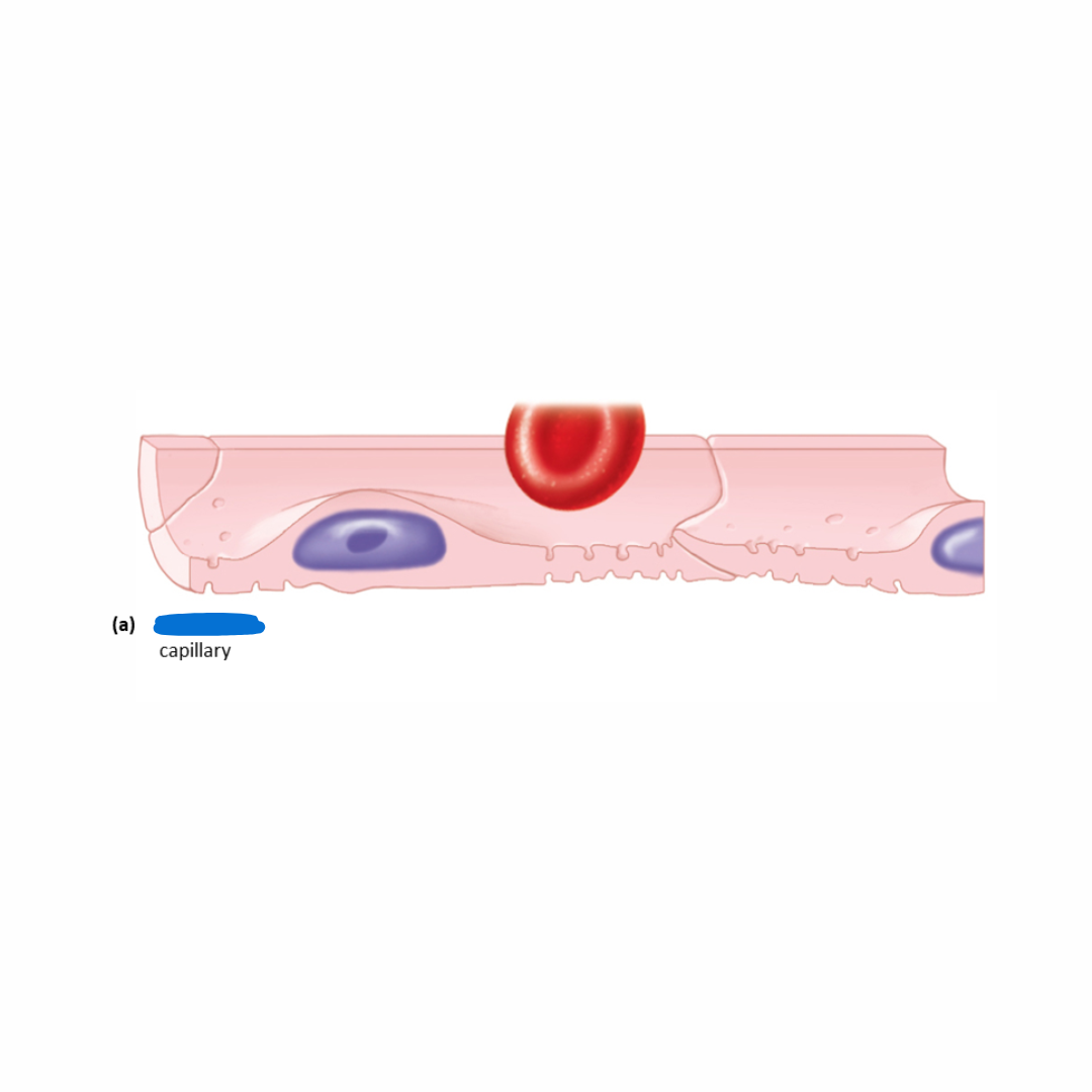 <ul><li><p>most common type of capillary</p></li><li><p>endothelial cells form the unbroken lining</p></li></ul><p></p>