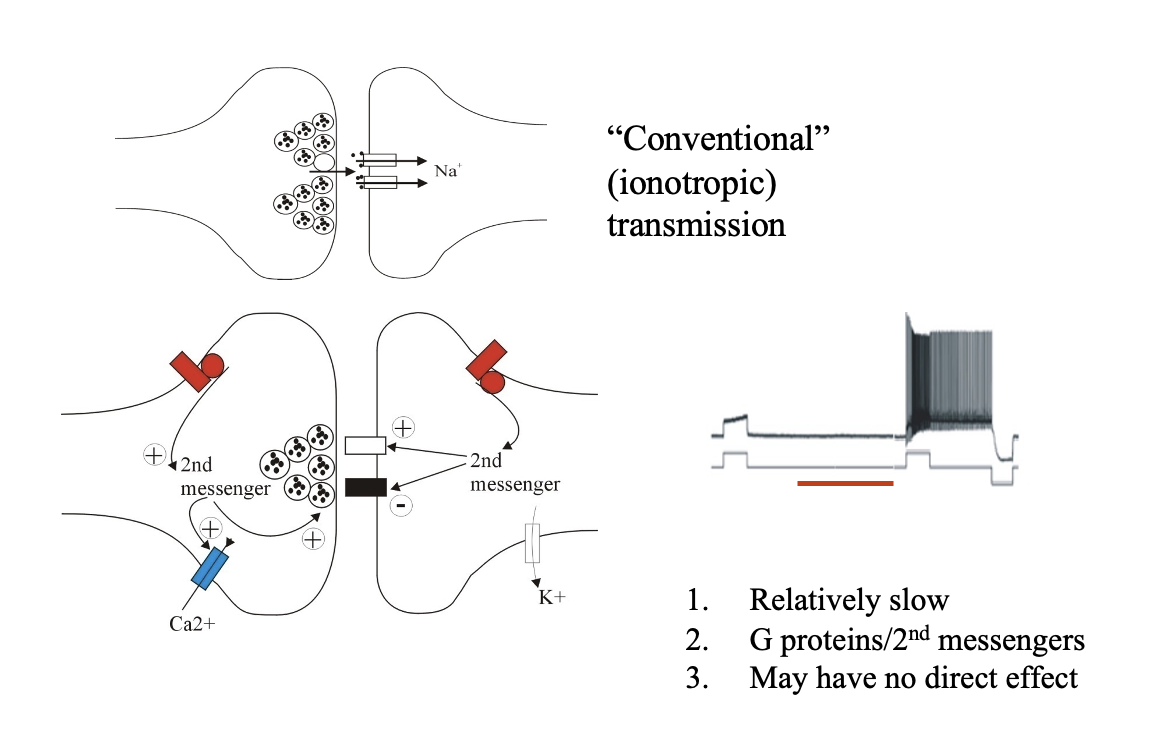 <ul><li><p>G-protein-coupled receptors</p></li><li><p>intracellular pathways</p></li><li><p>→ Alter cellular and synaptic properties of spinal cord neurons</p><ul><li><p>i.e locomotoer CPG or sensory inputs</p></li></ul></li></ul><p><strong>This is Neuromodulation</strong></p><p></p>