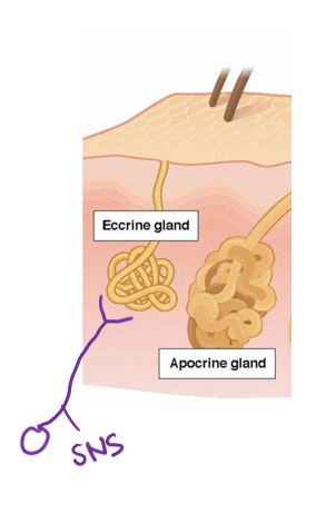 <p>Apocrine</p>