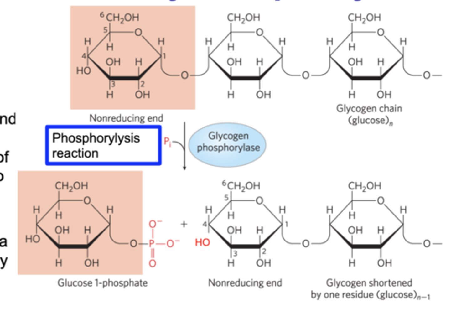 <p>catalyzes glycogen breakdown by phosphorlysis</p>