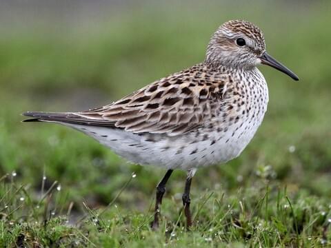 <p>White-rumped Sandpiper</p>