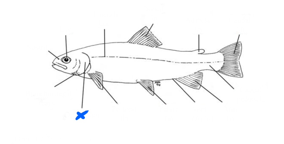 <p>What is this?</p>