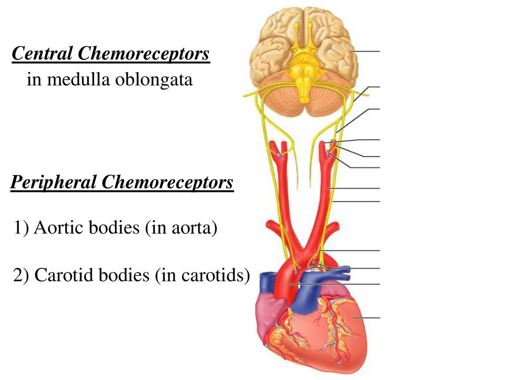 Centrala kemoreceptorer 