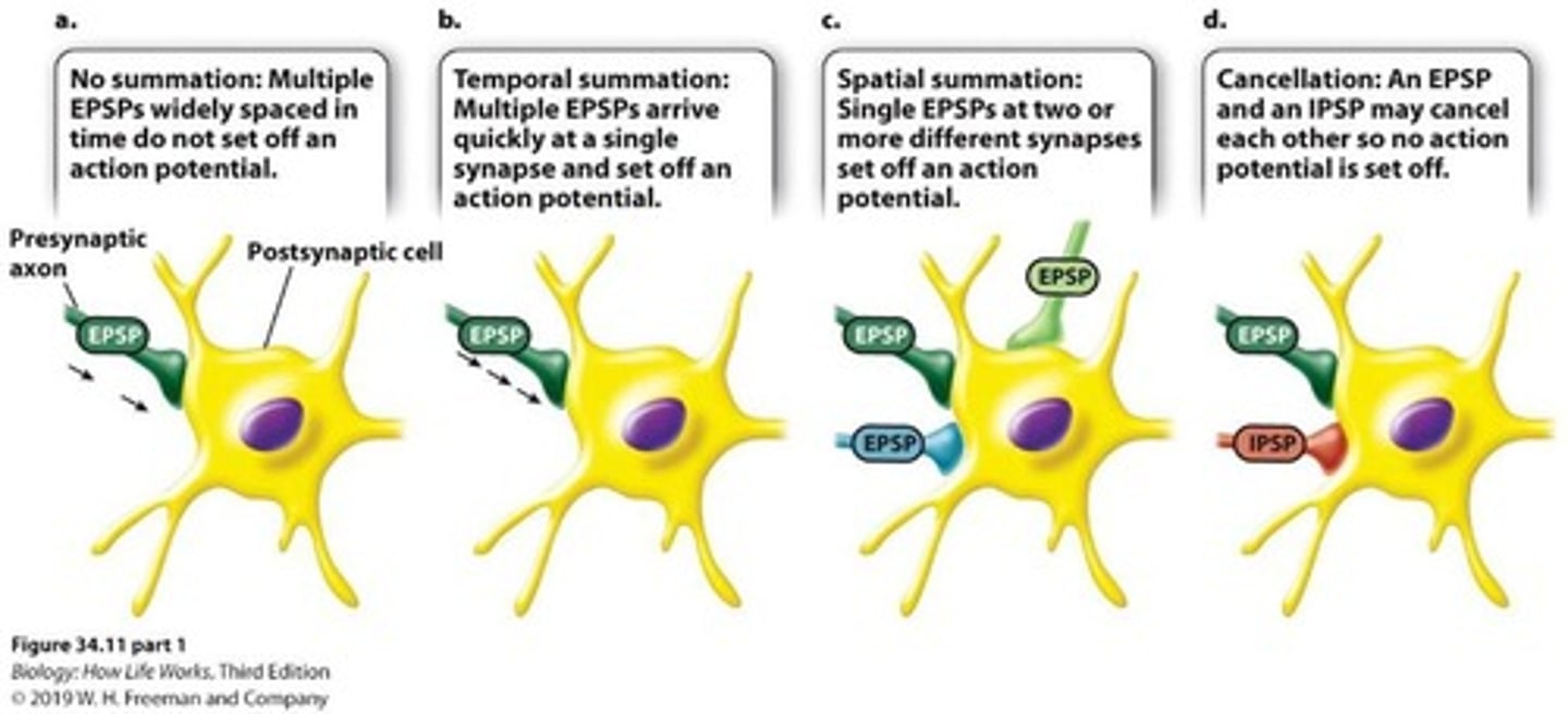 <p>They open ligand-gated Na+ channels, allowing Na+ to diffuse into the postsynaptic cell.</p>