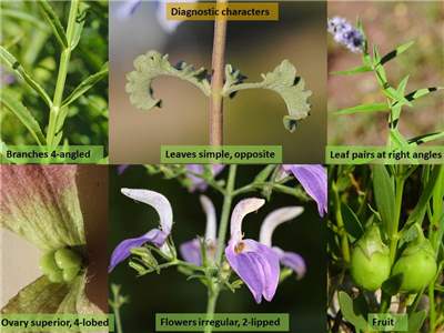 square stalks and opposite leaves, usually aromatic
-ex: pycnanthemum muticum, salvia guaranitica, monarda spp