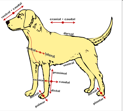 <p><span style="color: rgb(64, 69, 140)">toward the tail (or “back” surface of a limb</span></p>