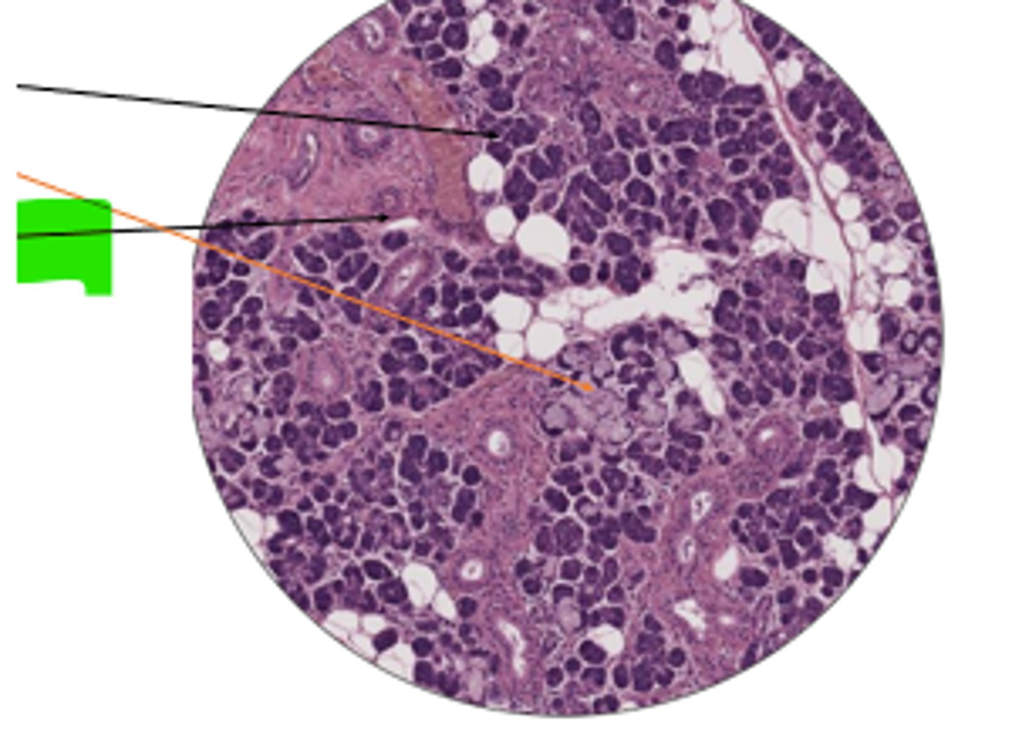 <p>cells and organ?</p>