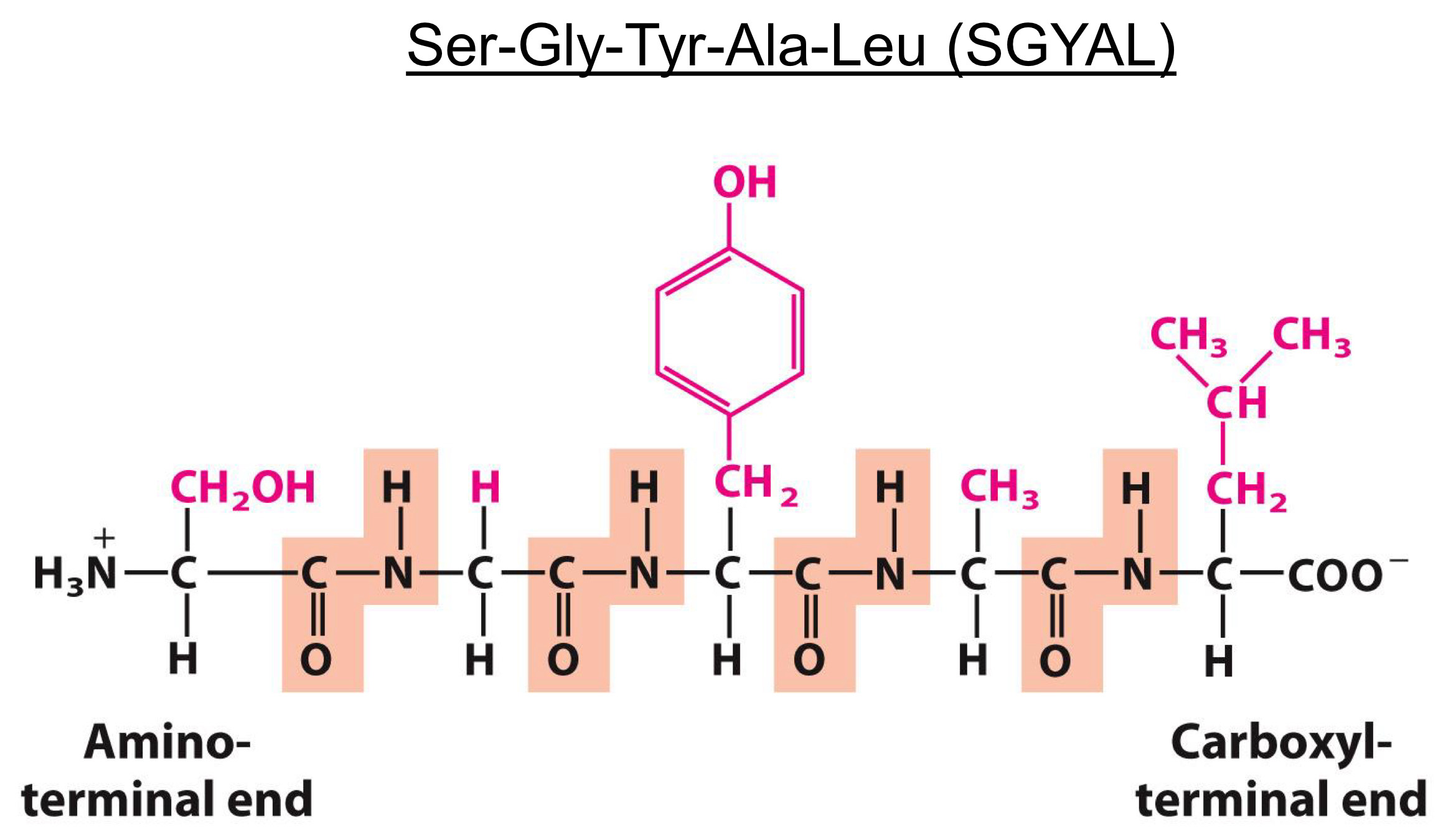 <p><span>Polymerization involves</span><br><span> Carboxyl group of one amino acid</span><br><span> Amino group another</span><br><span>Peptide bond is formed</span><br><span>An example of a condensation reaction</span></p><p><span>Peptide ends are not the same</span><br><span> Numbering and naming startfrom the amino terminal end</span></p><p><span>Dipeptide-Two amino acids</span><br><span>Tripeptide-Three amino acids</span><br><span>Oligopeptide-Up to ~10 amino acids</span><br><span>Polypeptide-Up to ~100 amino acids (~10 kDa)</span><br><span>Protein-More than ~100 amino acids (&gt;10 kDa)</span></p>