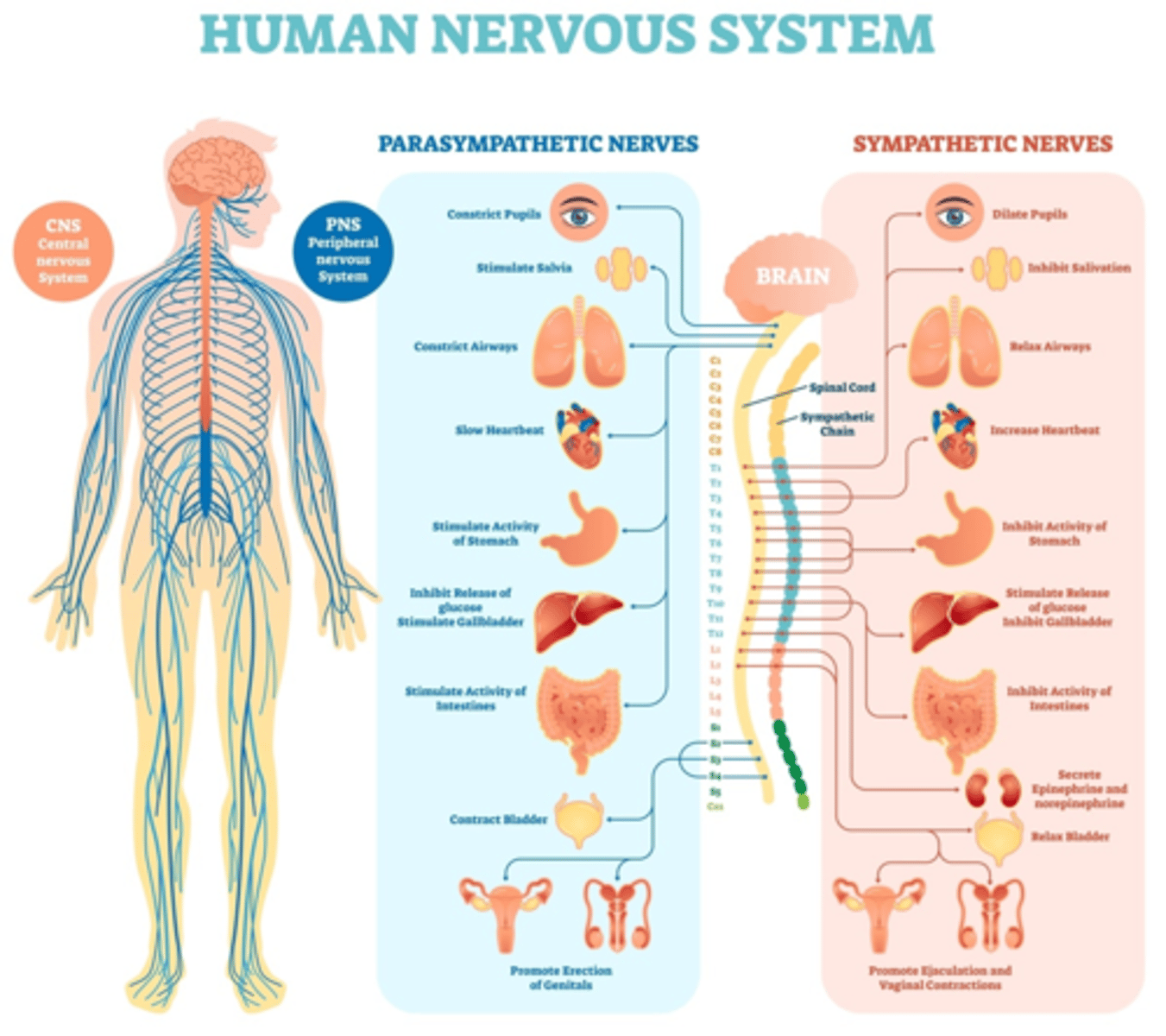 <p>1) Somatic nervous system: voluntary... will carry impulses to skeletal muscles, tendons, and skin</p><p>2) Autonomic nervous system: involuntary... impulses are transmitted to cardiac muscle, smooth muscle, or glands.</p><p>This can further be divided into:</p><p>Sympathetic: think energy generation... fight-or-flight Parasympathetic: think calmness... rest-and-digest</p>