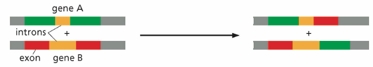 <p>What type of genome alteration is in this photo?</p>