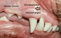 <p>Mucogingival line</p>