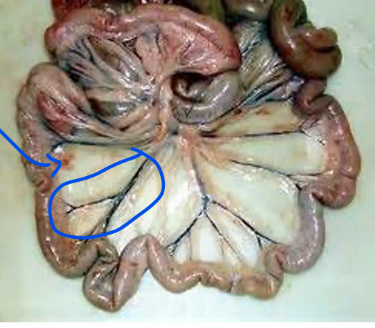 <ul><li><p>Blood vessels attached to the jejunum</p></li></ul><p></p>