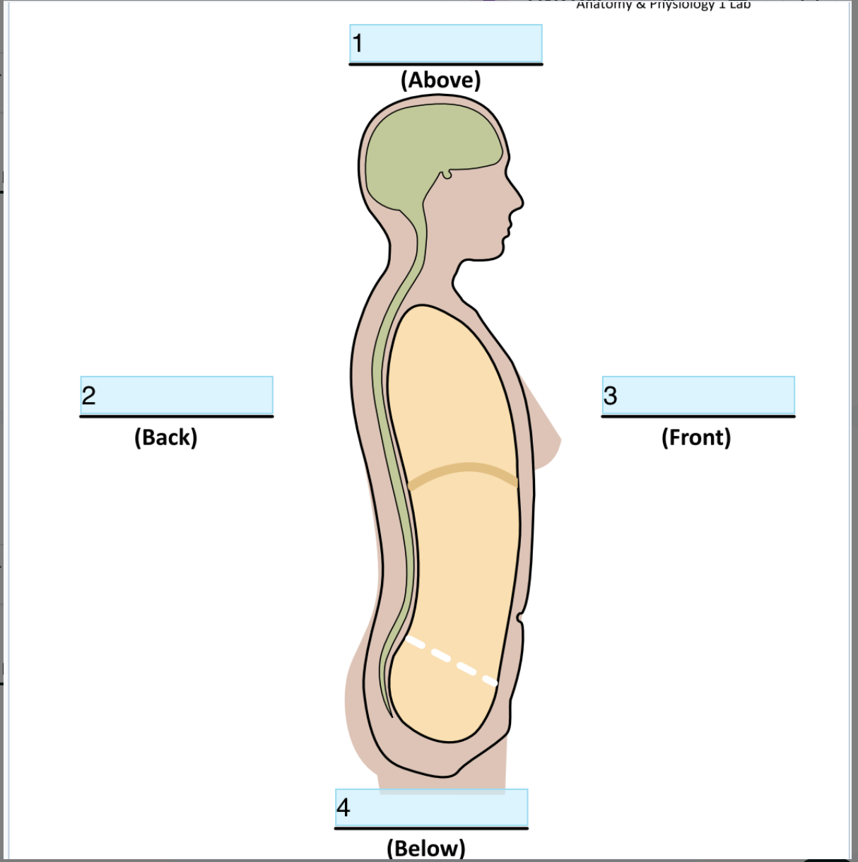<p>Identify Directional term In 2</p>