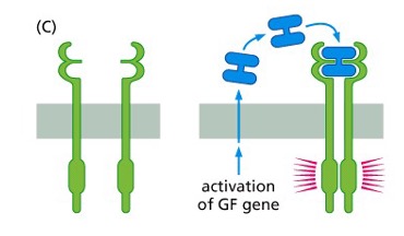 <p>What type of signaling is seen in this pic?</p>