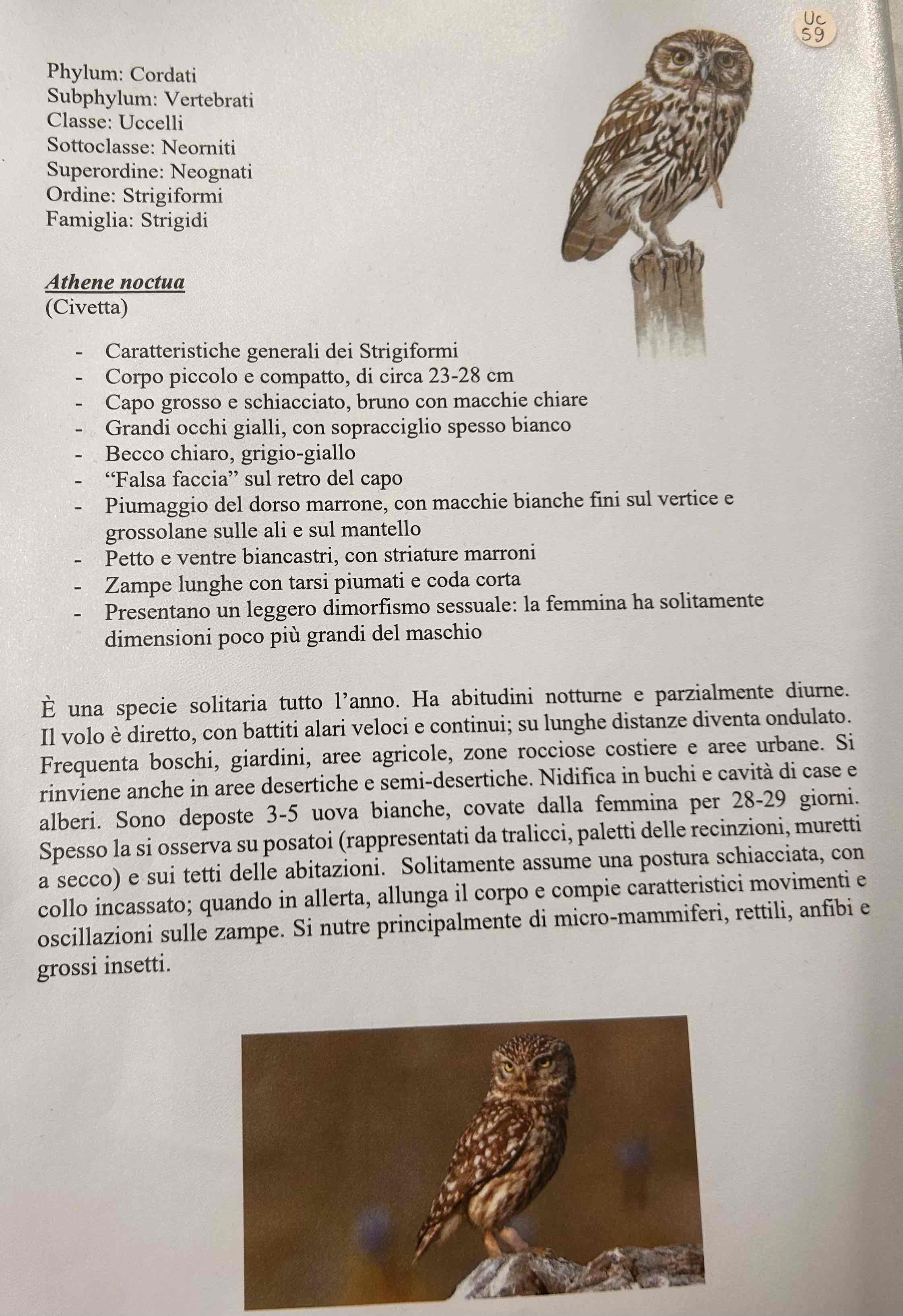 <p>Cordati</p><p style="text-align: start">Vertebrati</p><p style="text-align: start">Gnatostomi</p><p style="text-align: start">Tetrapodi</p><p style="text-align: start">Aves</p><p style="text-align: start">Neognati</p><p style="text-align: start">Strigiformi</p><p style="text-align: start">Athene noctua (civetta)</p>
