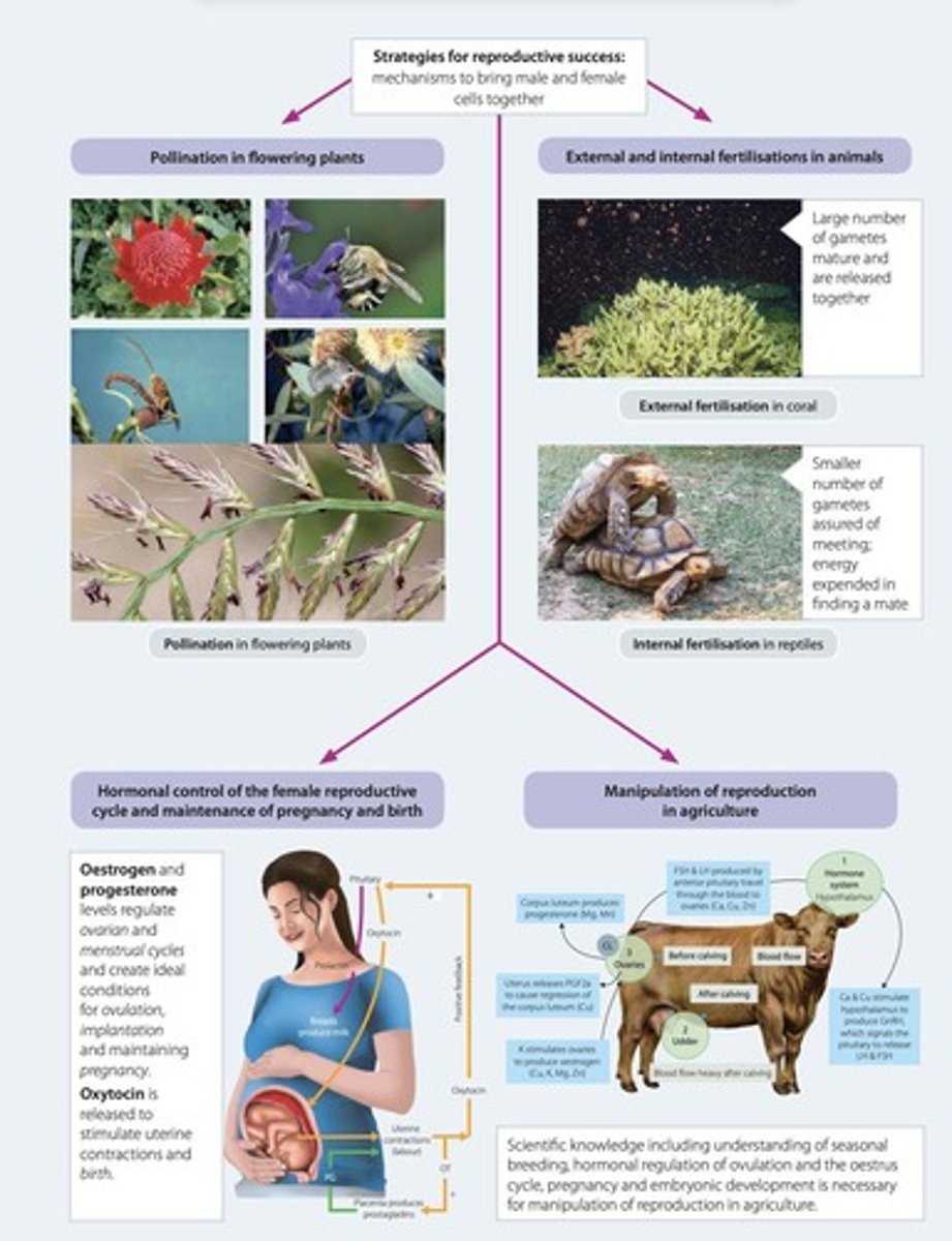 <p>The transfer of pollen from the male anther to the female stigma in flowering plants, essential for fertilization.</p>