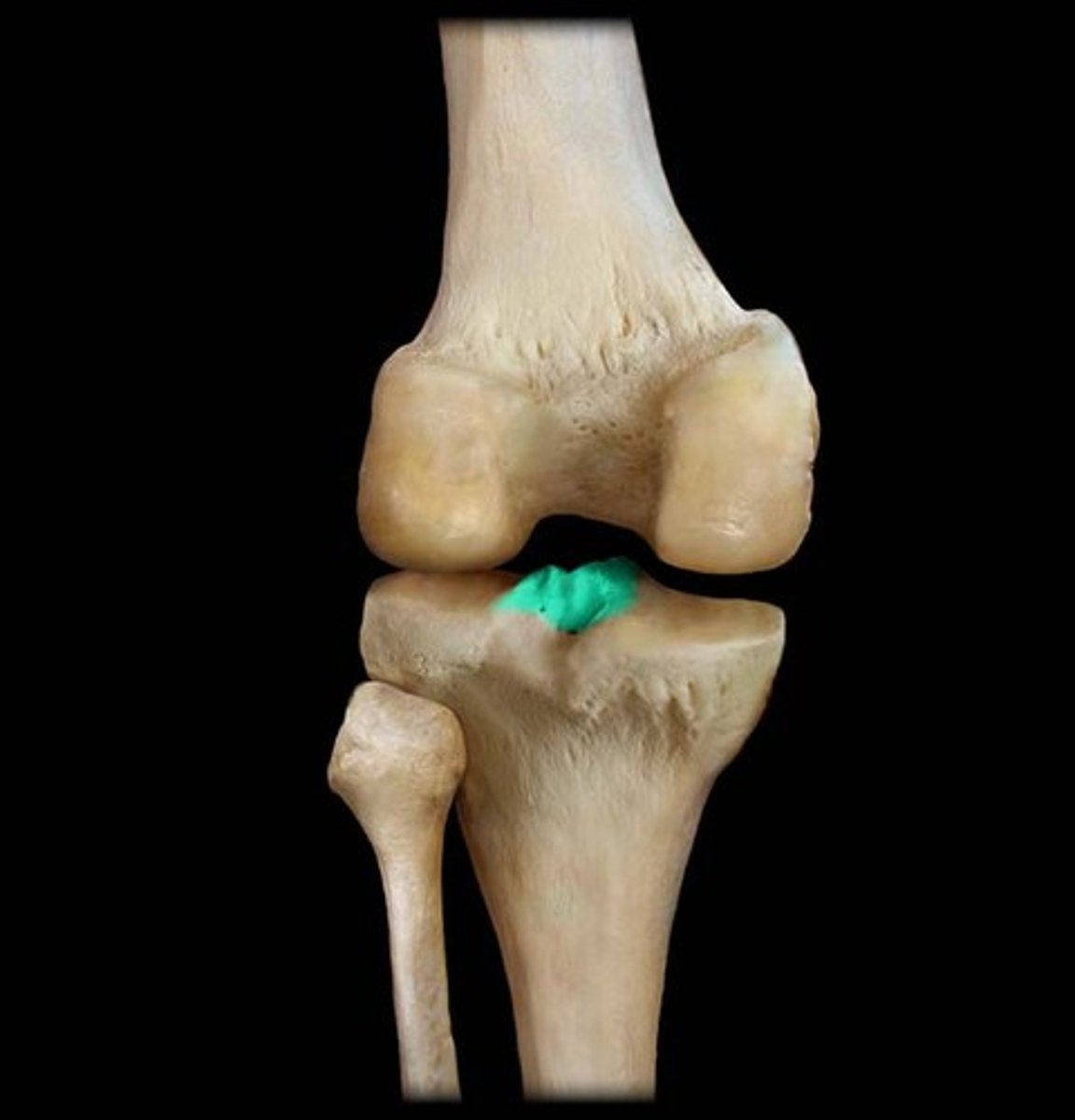 <p>important for knee ligaments ACL and PCL</p>