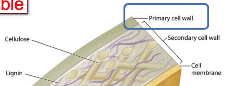 <ul><li><p>thin+flexible</p></li><li><p>made of cellulose fibres, pectin, and several other proteins</p></li></ul><p></p>