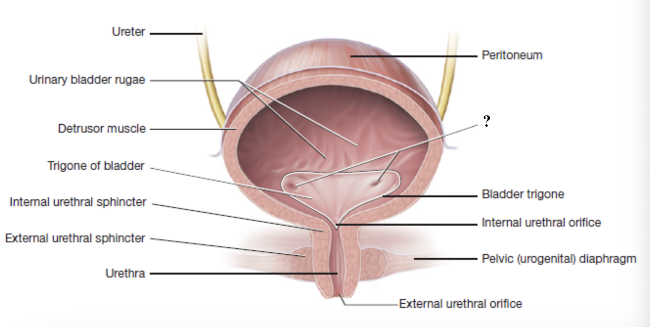 <p>openings in the posteroinferior wall of the urinary bladder where each ureter connects </p>