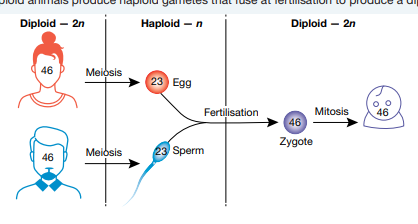 * a type of cell division that produces haploid gametes
* 1/2 the number present in stomatic cells
* diploid is restored after fertilisation 