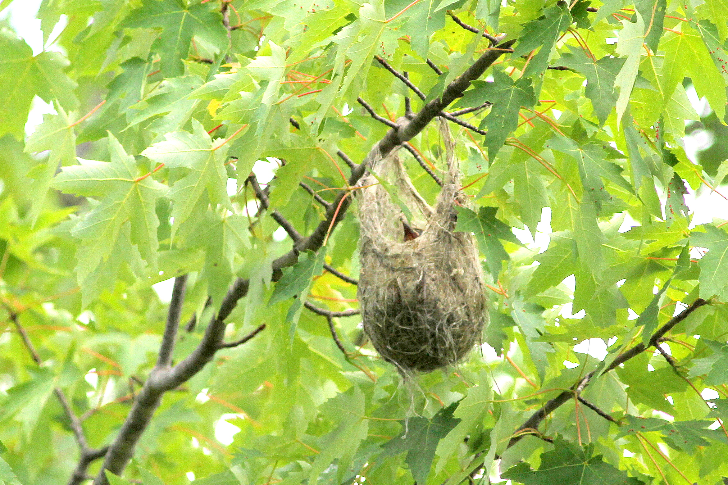 Nests resemble a cup suspended like a hammock from a limb