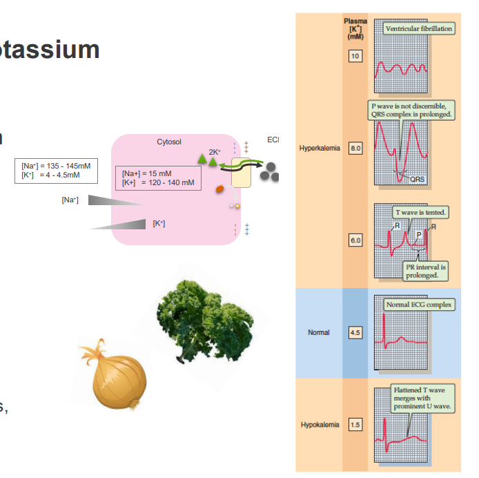 <p>MAINTAINING CELLULAR POLARISATION (MEMBRANE POTENTIAL):</p><p>- Regulation of vascular tone</p><p>- Neuromuscular activity</p><p>- Cardiac activity</p><p>- transport of other solutes</p><p>INTRACELLULAR POTASSIUM:</p><p>- maintaining cell volume</p><p>- regulation of intracellular pH</p><p>- control of enzyme function</p><p>- DNA and protein synthesis, cell growth</p>