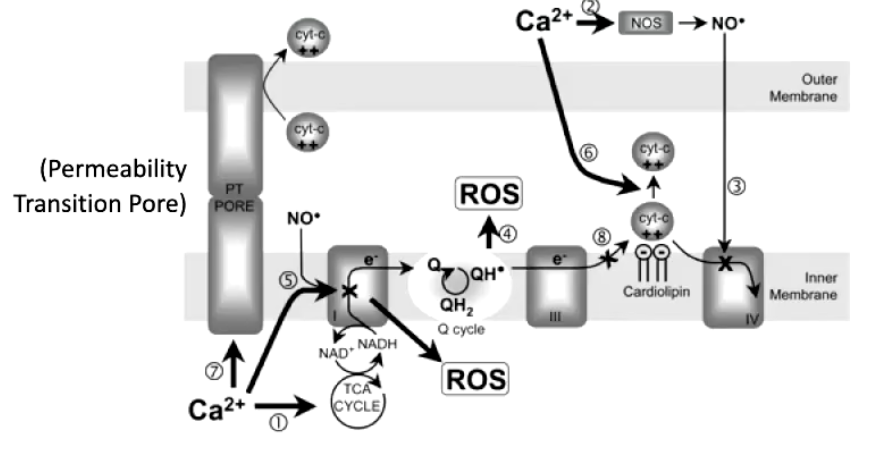 <ul><li><p class="isSelectedEnd"><strong><span>During ischemia/hypoxia (low O₂):</span></strong></p><ul><li><p class="isSelectedEnd"><span>ETC stops → no proton gradient.</span></p></li><li><p class="isSelectedEnd"><span>Ca²⁺ pumps (PMCA, SERCA) fail due to low ATP.</span></p></li><li><p class="isSelectedEnd"><span>Na⁺/Ca²⁺</span><strong><span> </span></strong><span>exchanger</span><strong><span> </span></strong><span>fails because it relies on the gradients set up by Na</span><sup><span>+</span></sup><span>/K</span><sup><span>+</span></sup><span> pump, which uses ATP. </span></p></li><li><p class="isSelectedEnd"><strong><span>Ca²⁺ builds up in cytoplasm</span></strong><span> but does </span><em><span>not</span></em><span> enter mitochondria (no negative matrix).</span></p></li></ul></li><li><p class="isSelectedEnd"><strong><span>During reperfusion (O₂ returns):</span></strong></p><ul><li><p class="isSelectedEnd"><span>ETC restarts instantly → matrix becomes highly negative </span><strong><span>before</span></strong><span> Ca²⁺ pumps recover.</span></p></li><li><p class="isSelectedEnd"><span>Massive Ca²⁺ rushes into mitochondria → </span><strong><span>ROS burst → membrane damage → cytochrome c release → apoptosis</span></strong><span>.</span></p></li></ul></li><li><p><span>This is why reperfusion injury is worse than the ischemia itself.</span></p></li></ul><p></p>