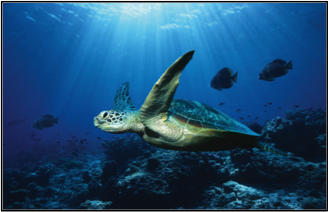 Portion of the marine biome that is shallow enough for sunlight to penetrate.