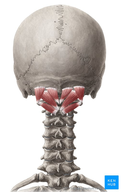 <p><span>rectus capitis posterior major, rectus capitis posterior minor, obliquus capitis superior, and obliquus capitis inferior</span></p>