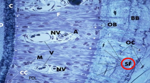 <p>Cemental surface</p>