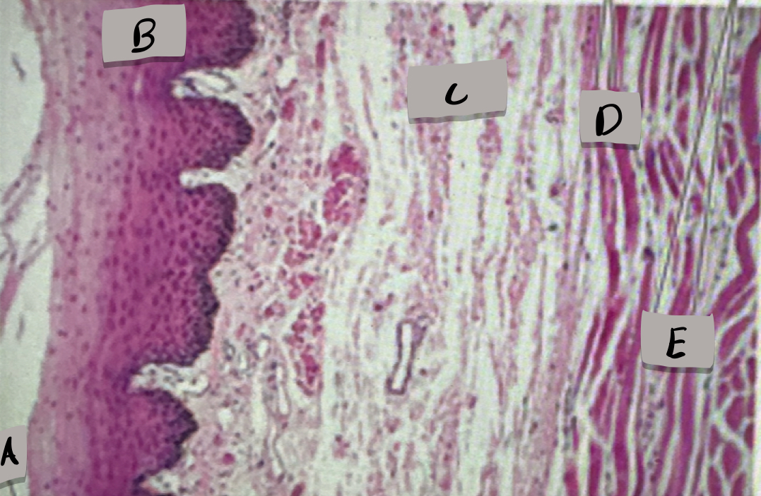 <p>what does cell type does label D show ?</p>