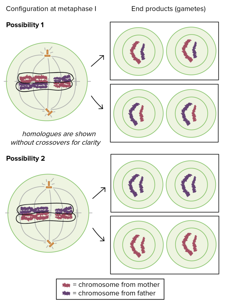 <ul><li><p>crossing over of homologues in prophase 1, allowing exchange of genetic material and formation of recombinant chromosomes</p></li><li><p>Independent assortment</p><ul><li><p>random orientation of homologous chromosome pairs in metaphase 1</p></li><li><p>random separation of homologous chromosomes in anaphase 1 and random separation of sister chromatids in anaphase 2</p></li></ul></li></ul><p></p>