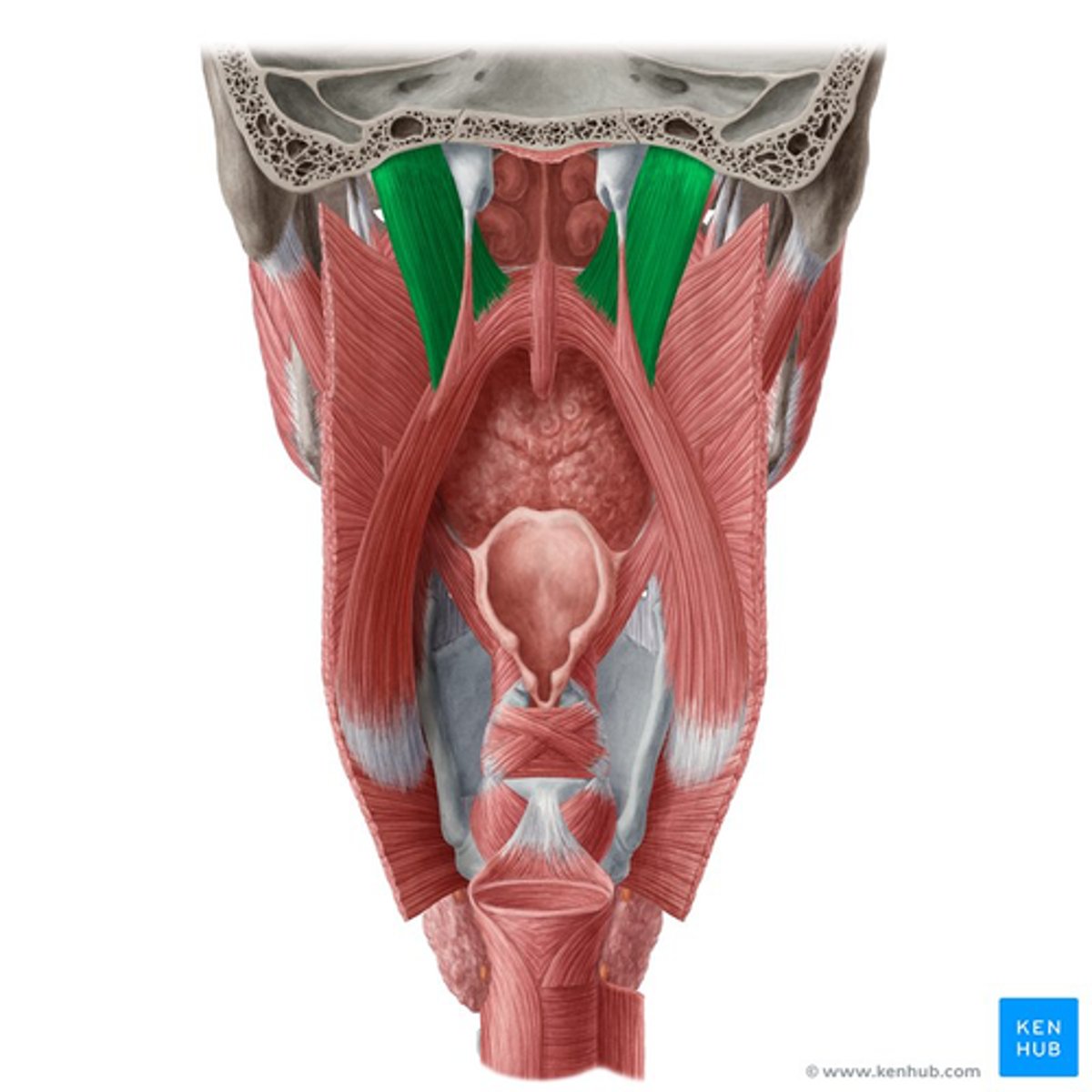 <p>Origin: petrous portion of the temporal bone and anterior aspect of the carotid opening in the base of the cranium.</p><p>Insertion: palatine aponeurosis, blending with the fibers of the tensor veli palatini.</p>