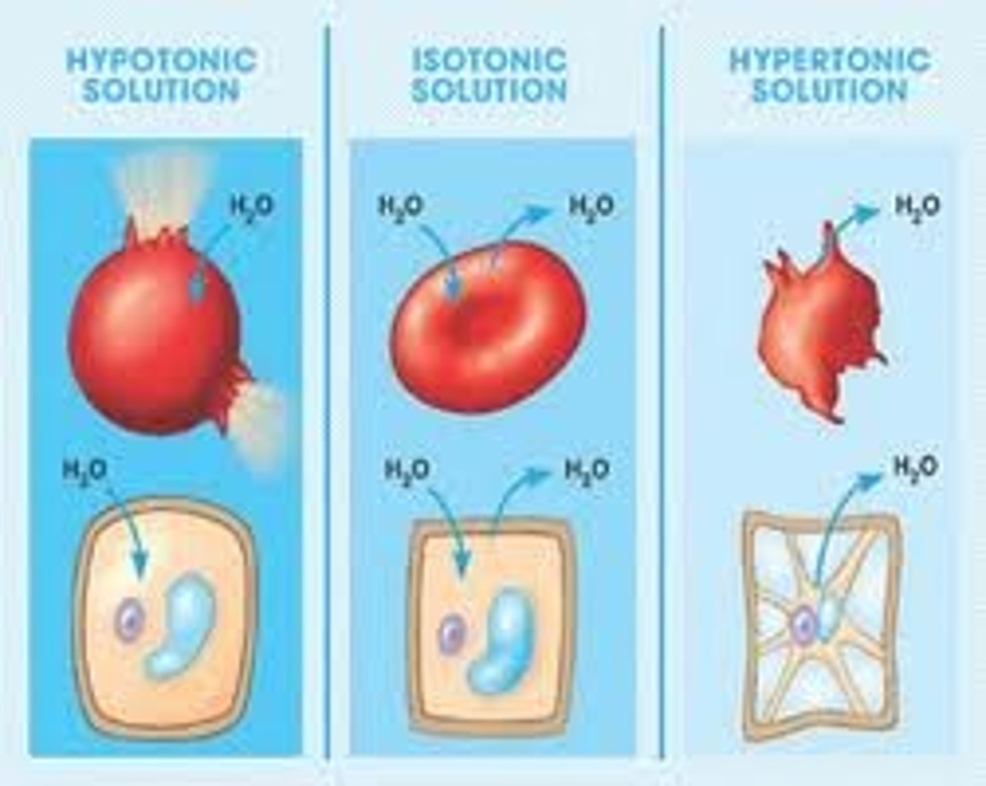<p>water balance</p><p>animal: lysed, normal, shriveled</p>