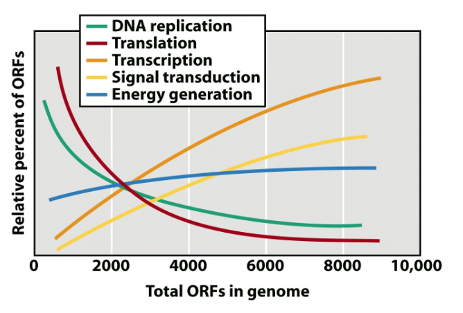 <p>gene sequence predicted to code for a protein; note the positive/negative correlations (ex. more genes = more signalling necessary in the complex organism)</p>