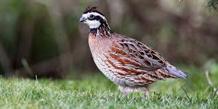 <p>Colinus virginianus</p>
