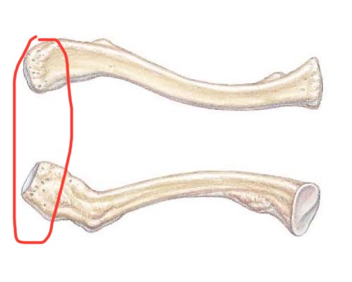 <p>Clavicle, lateral end</p>