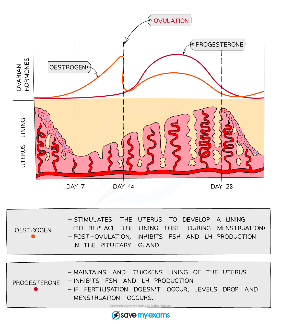 <p>Low between days 1-14, starts to rise after ovulation has started.</p>
<p>Maintains and thickens uterus lining.<br />
Inhibits FSH and LH<br />
If fertilisation doesn't occur, levels drop and menstruation occurs.</p>