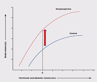 <p>increase in stroke volume without a change in initial fibre length, increase in contractility, positive inotropic effect </p>