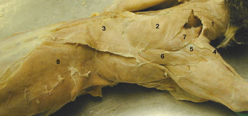 <p>1-3 group</p><p>4-6 group</p><p>8</p>