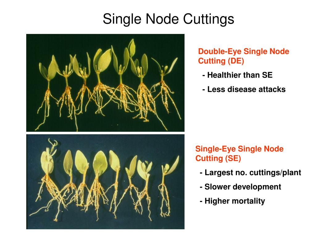 <p>basal cut about 1/8” below bottom node [bud(s)]</p><p>Helps prevent fungal rot</p><p>Insures a <strong>bud is below substrate surface</strong></p>