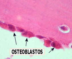 <p>Células derivadas de las cél. osteoprogeniorias, con forma cuboide o cilindrica. Núcleo prominete, con numerosos robosomas</p><p>Distribuidas en todas las superficies del hueso</p><p>Sintetizan y secretan los componentes de la matriz extracelular</p>