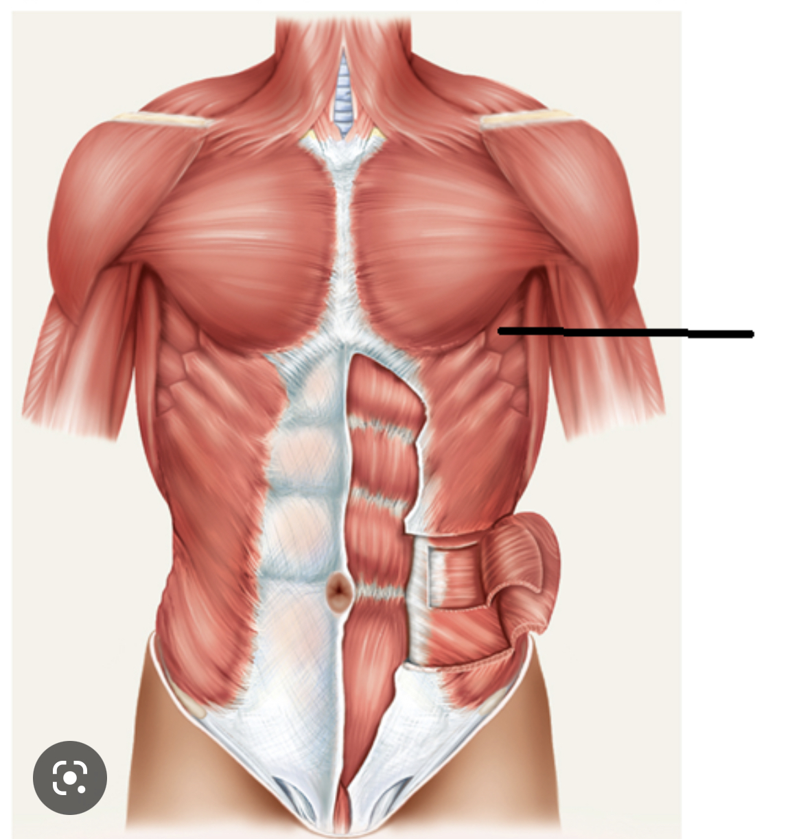 Name the muscle