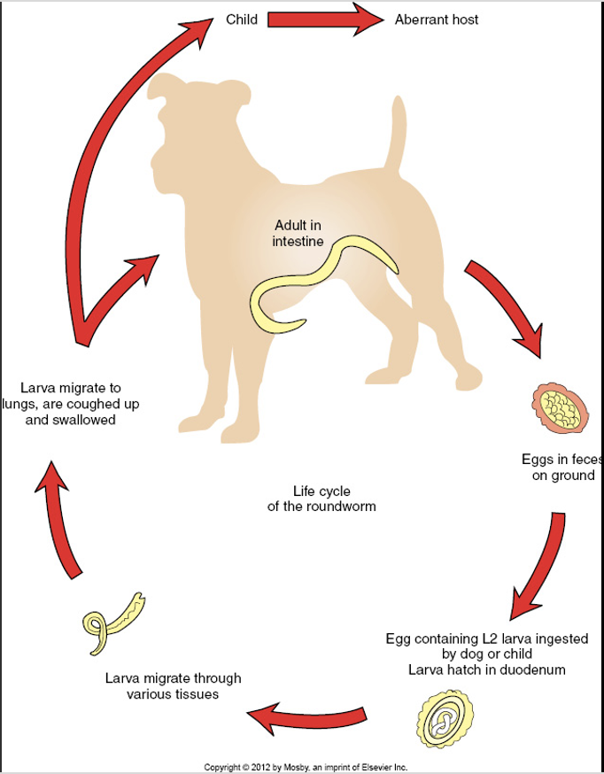 <p>Life Cycle of the Roundworm </p>