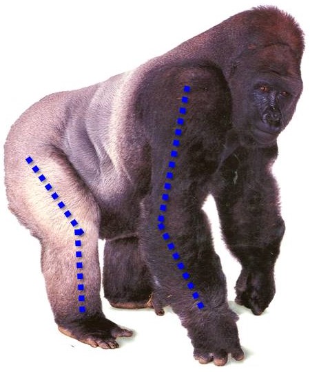<p><span>knuckle-walking African apes (gorillas, chimps) have mixed&nbsp;limb length&nbsp;proportions and the&nbsp;Intermembral Index ranges&nbsp;from suspensory to quadrupedal; always check for upper limb features (<em>e.g.,</em> spherical humeral head, short olecranon process) associated with suspensory adaptations!!!&nbsp;</span></p>