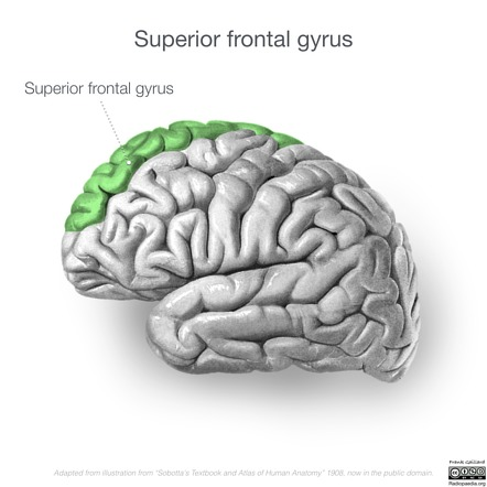 <p><mark data-color="#ffffff" style="background-color: #ffffff; color: inherit">a part of the frontal lobe of the brain, located in the upper portion of the prefrontal cortex</mark></p>