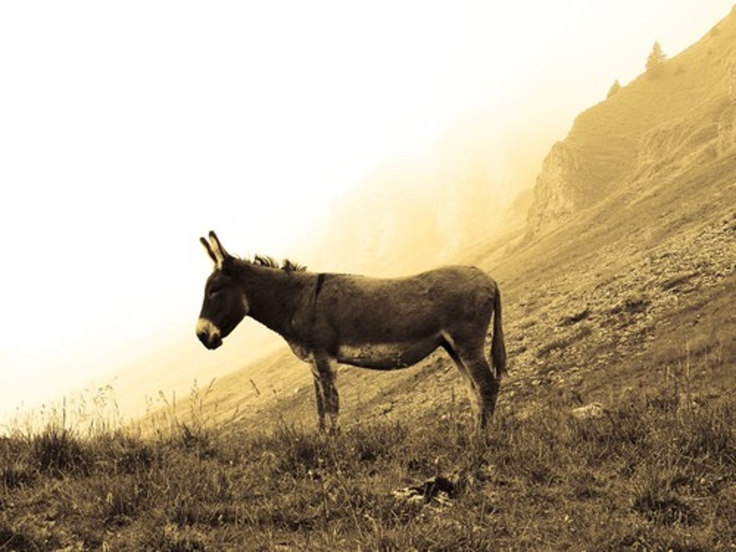 <p>little mule</p>